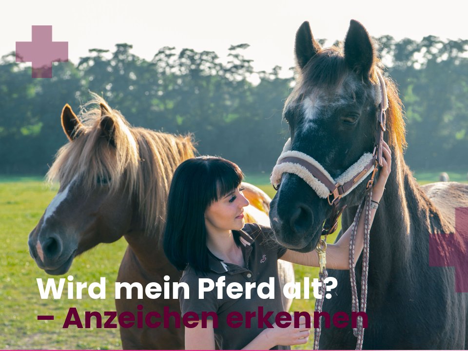 Was dich erwartet - Altes Pferd