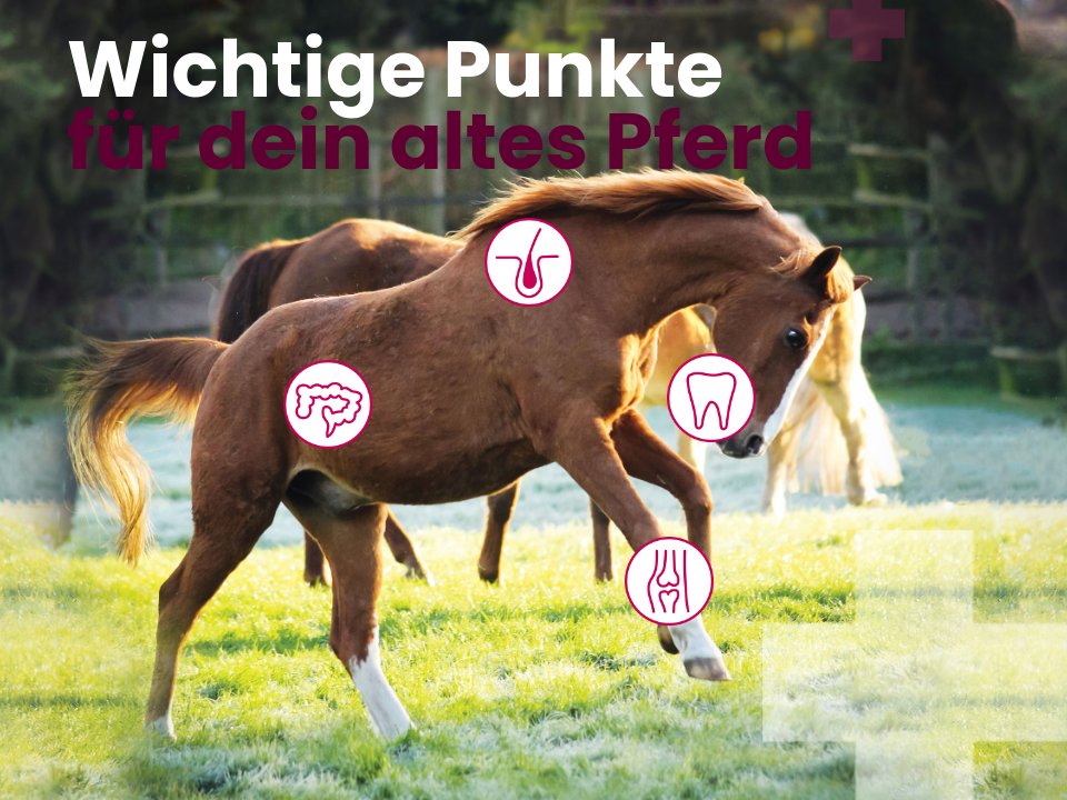 Wolfszahne Beim Pferd