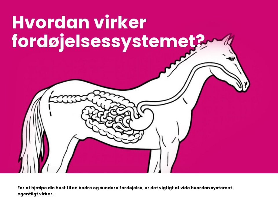 digestive system - Fordøjelse