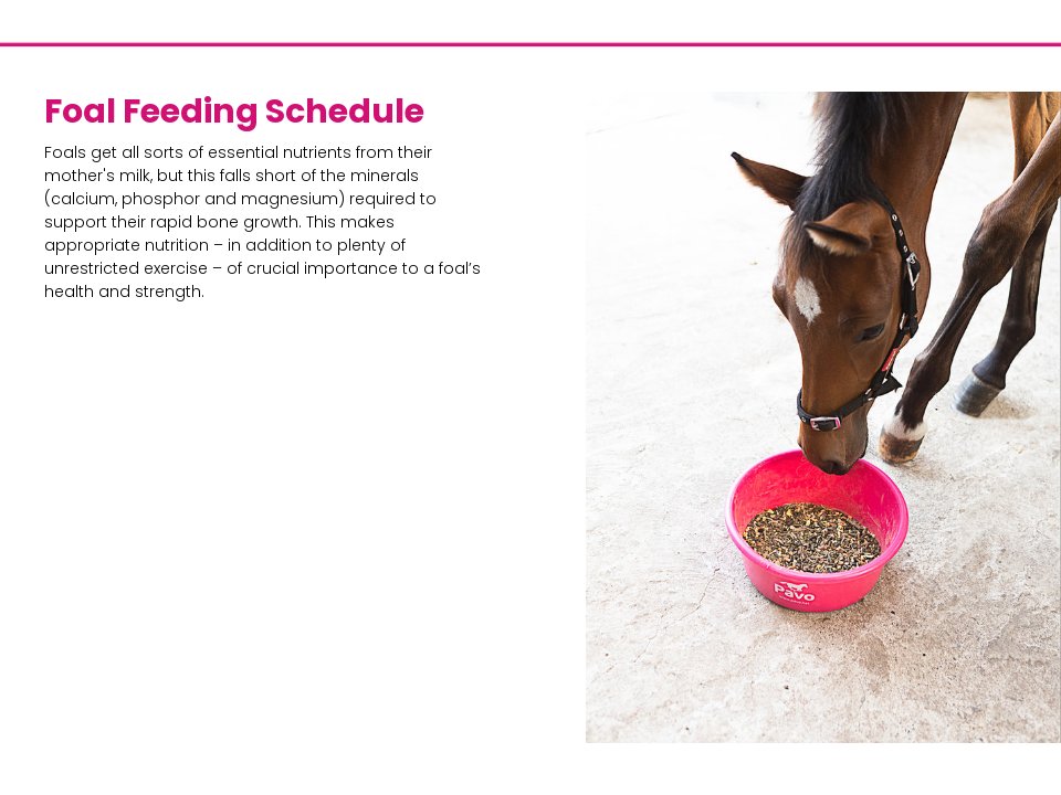 Foal feeding schedule Growing Up Guide