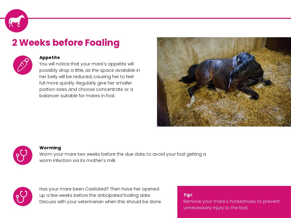 Happy Foal Growing Up Guide happy-foal-growing-up-guide