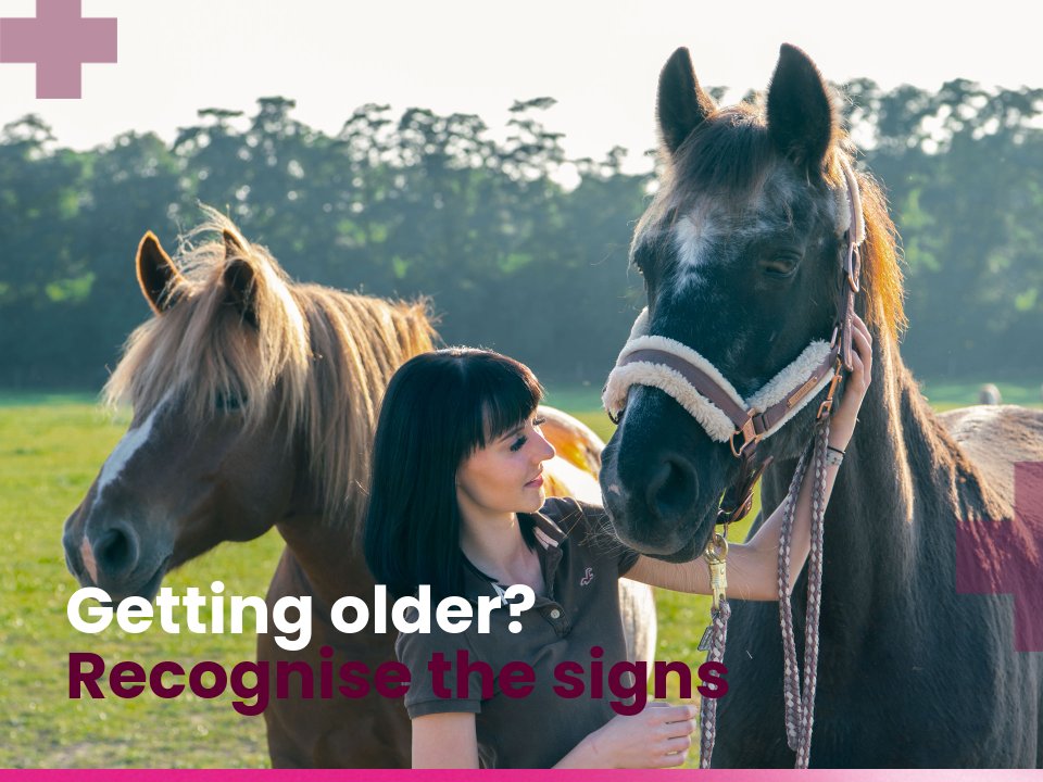 The old horse The Old Horse