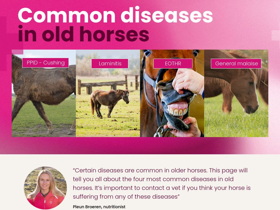 The old horse The Old Horse